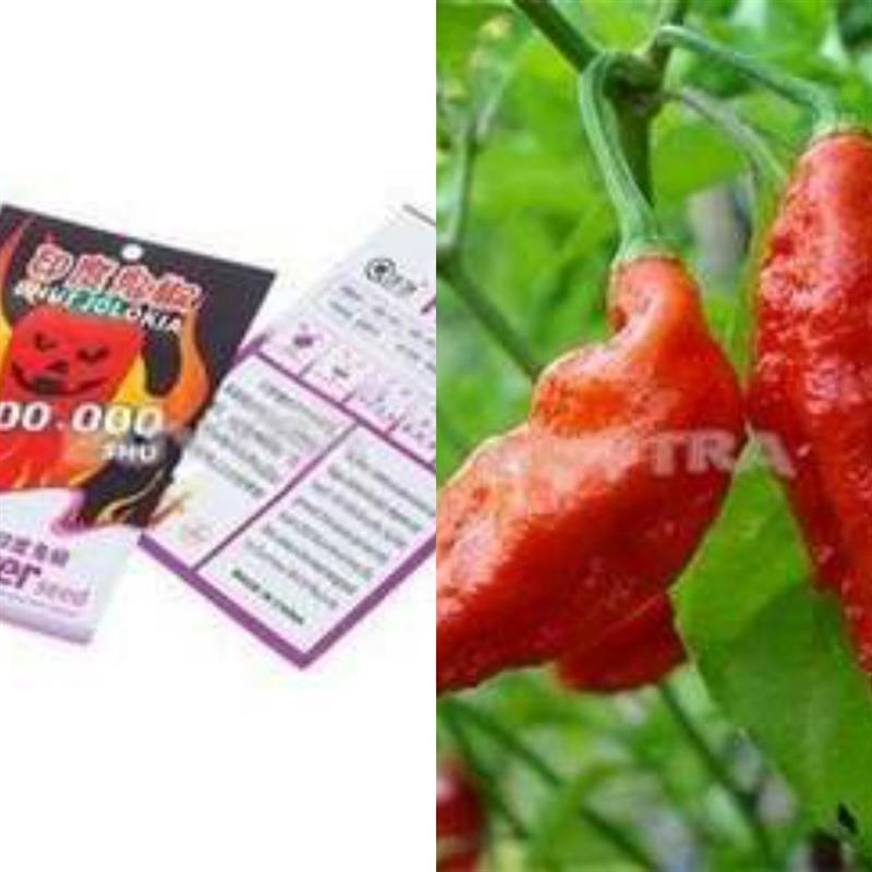 Pepper Seeds Imported Vegetables India Ghost Pepper Bhut Jol