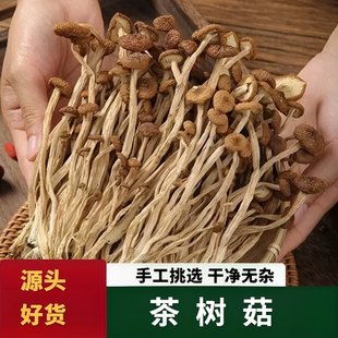 云南茶树菇干货农家特产干新货批发香菌菇炖汤食材优质野生茶树菇