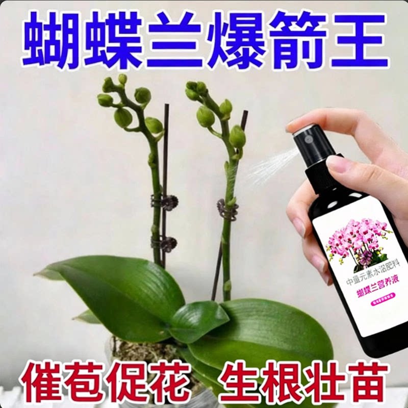 爆箭王蝴蝶兰专用营养液促花图片