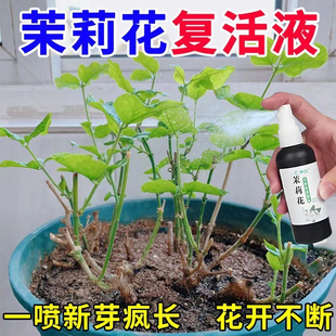 茉莉花肥料专用肥营养液酸性植物家用养花肥料盆栽茉莉花通用肥料