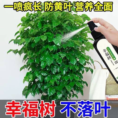 幸福树专用营养液室内盆栽发芽生根防黄叶落叶掉叶植物通用