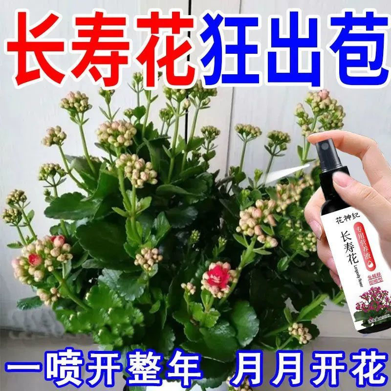 长寿花营养液催苞促花延花期