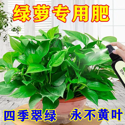 生根促长营养液枯萎绿萝黄叶落叶