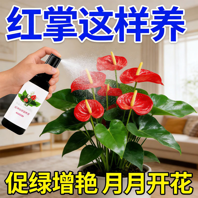 红掌专用营养液免稀释黄叶专用肥料粉掌水培盆栽火鹤花开花肥