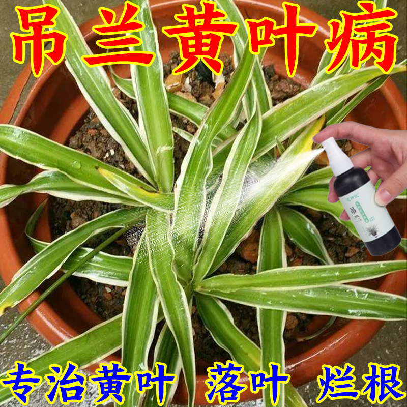 吊兰专用肥营养液改善黄叶