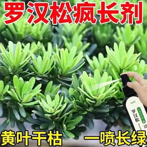 【急救】罗汉松专用营养液肥料黄叶枯叶药促发芽叶面喷施液体肥