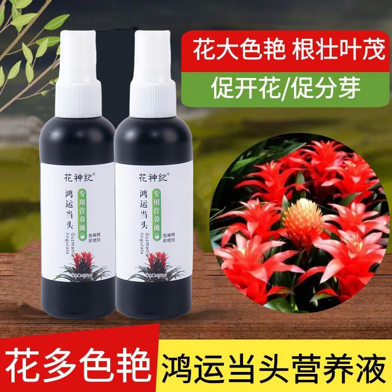 【急救】鸿运当头营养液专用预防黄叶不开花枯萎保花延花期花增艳
