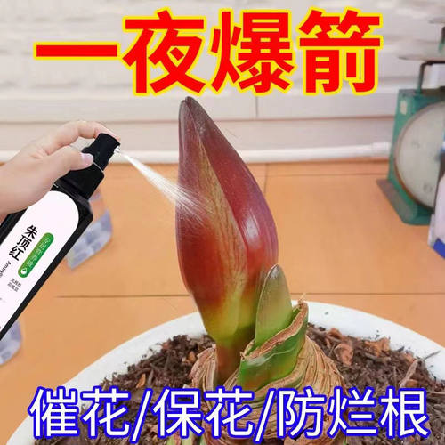 【爆箭】朱顶红营养液催花箭促开花防黄叶一喷爆箭免稀释液体肥