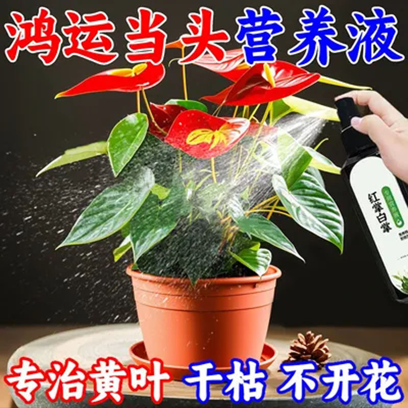 【巨好用】红掌一帆风顺专用营养液黄叶烂根干枯促开花免稀释花肥
