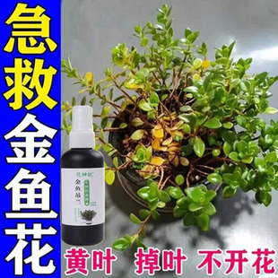 金鱼吊兰营养液专用水溶肥吊兰通用肥料治生长慢不开花