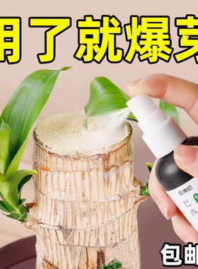 水培巴西木营养液免稀释专用的营养液幸运木开花八西木专用营养液