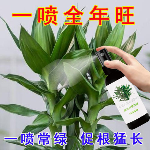 富贵竹专用营养液发财观音竹水培