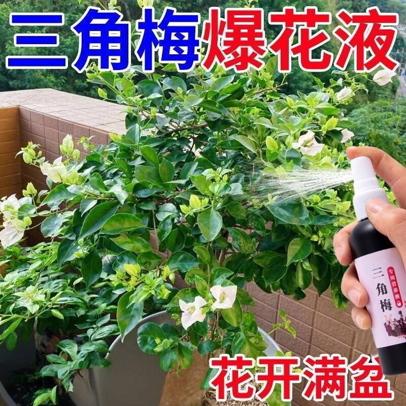 三角梅复活液老桩催芽剂