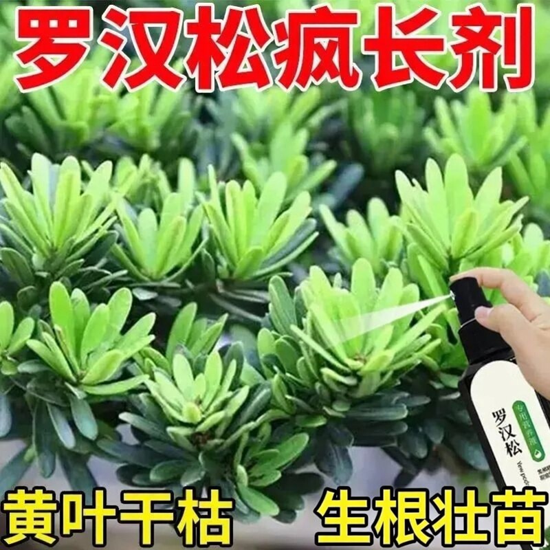 罗汉松专用营养液喷施促芽黄叶