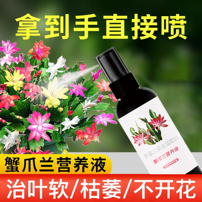 月月开花蟹爪兰快速授粉营养液