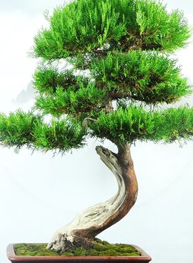 文人阳台型黑栽侧柏真柏迎客松庭院盆景老T桩盆松树盆景造