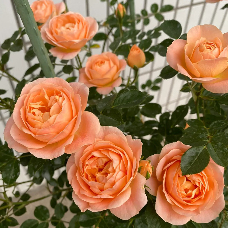 藤本甜梦月季花苗爬藤蔷薇开花特大花浓香玫瑰花四季盆Z栽花卉植图片