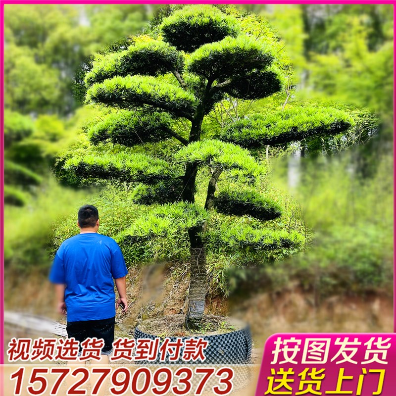 罗汉松造型树别墅庭院p地景绿化大树迎客松斜飘造型松树大型罗汉