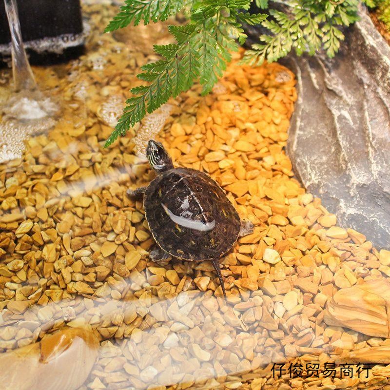 速发鱼缸木纹石装饰石子水族箱创意造景装饰原石乌龟缸铺底铺面造