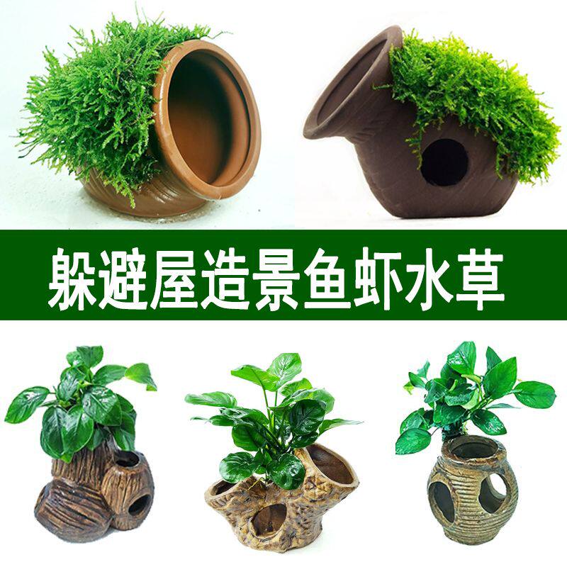 淡水鱼缸懒人增氧造景陶罐莫斯水榕水草鱼虾活体水下躲避栖息窝
