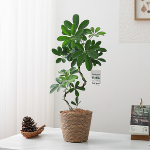 造型鸭掌木盆栽室内客厅绿植物办公室桌面懒人好养活净化空气花卉