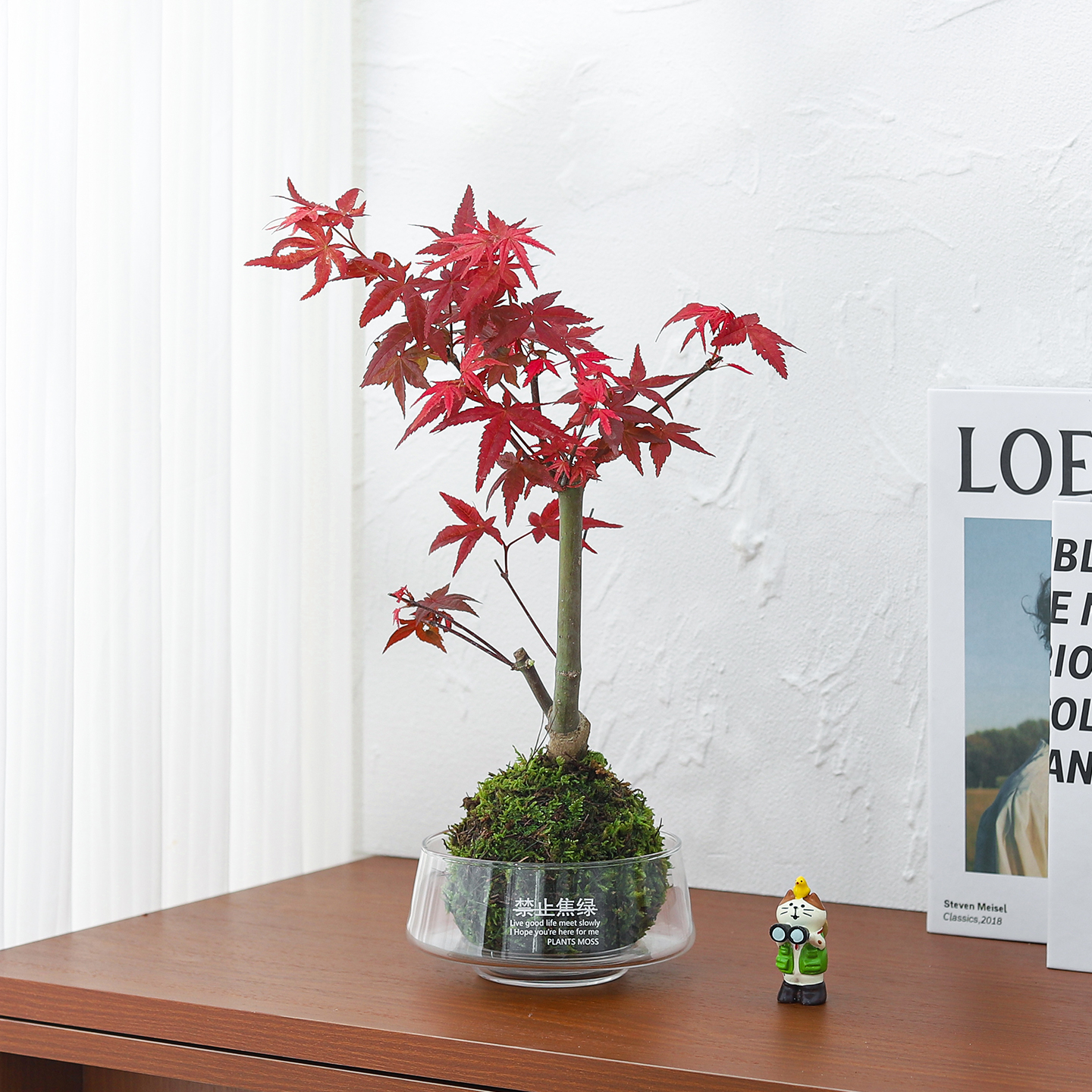 红枫树苔藓球盆景摆件绿植