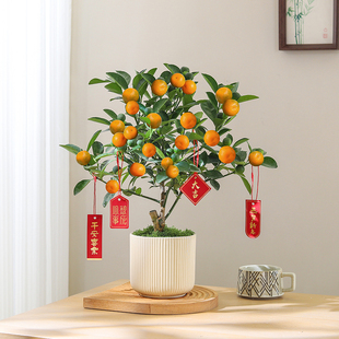 金桔树盆栽植物室内四季橘子盆景客厅可食用金橘树苗带果年宵绿植