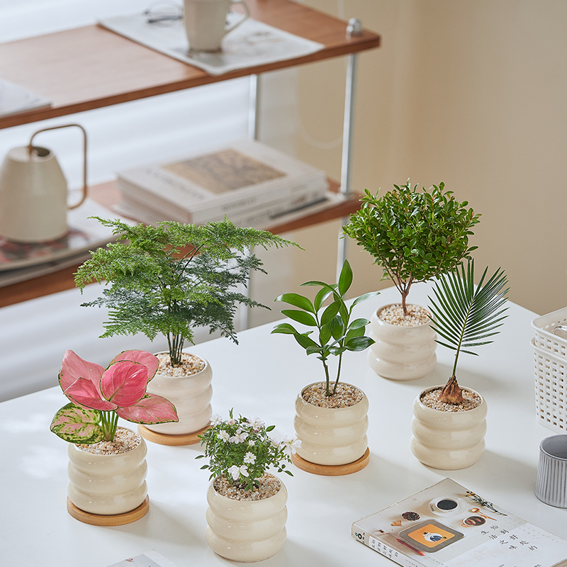 发财树办公桌客厅室内