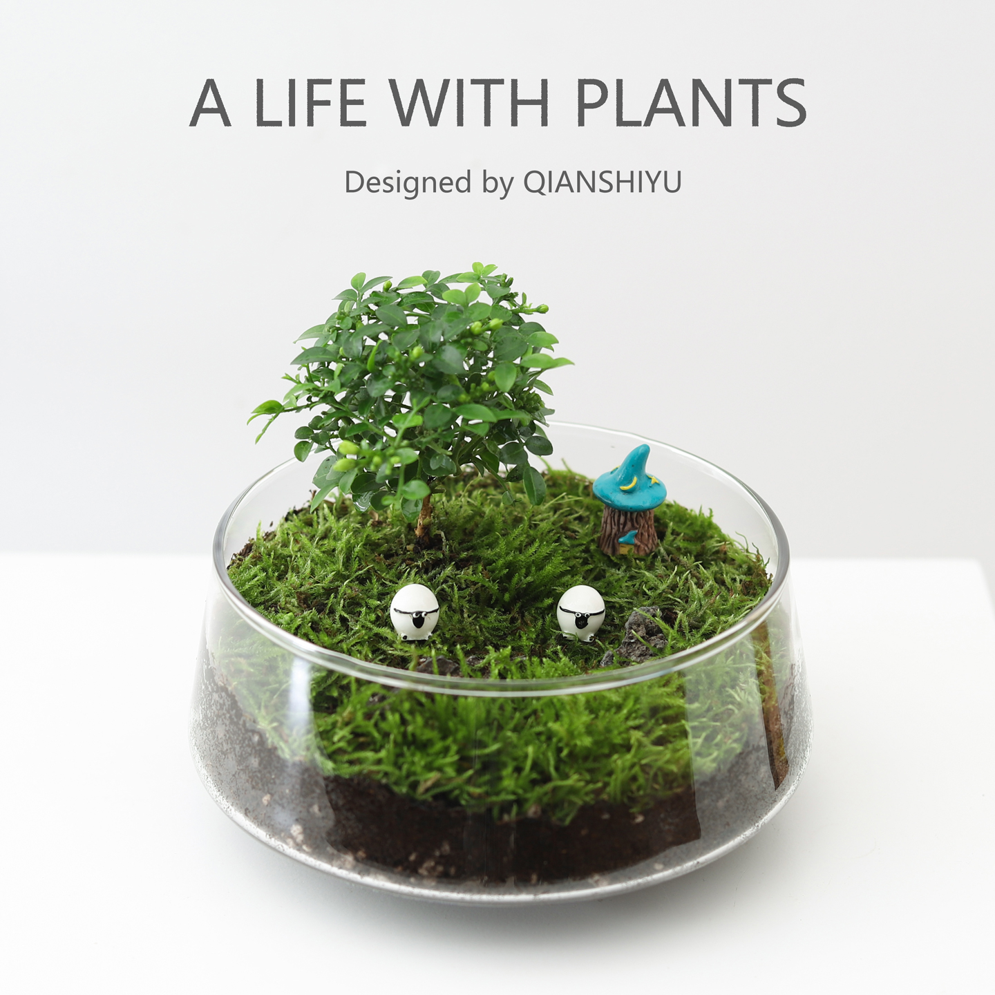 达摩九里香微景观生态瓶造景桌面摆件盆栽植物好养活创意小绿植