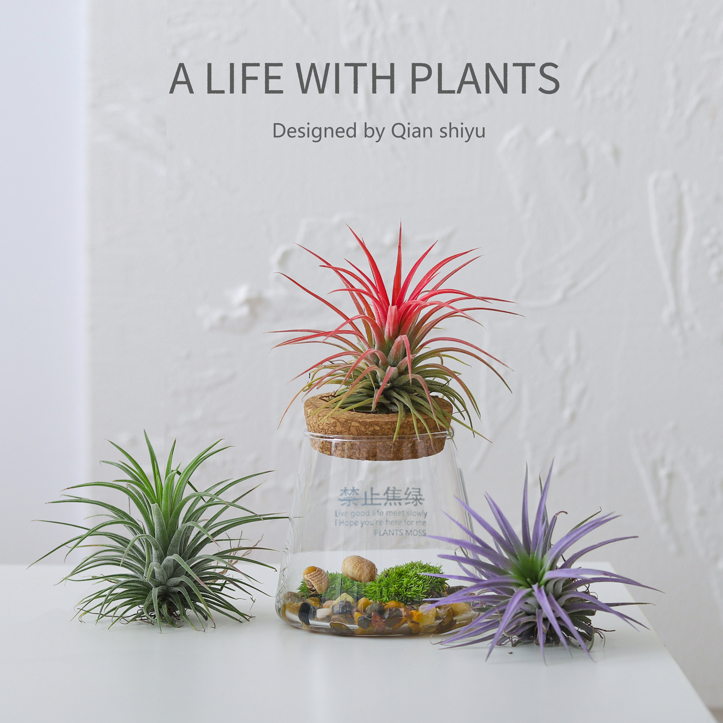 空气凤梨小盆栽植物办公室工位桌面绿植室内懒人四季好养花卉盆景