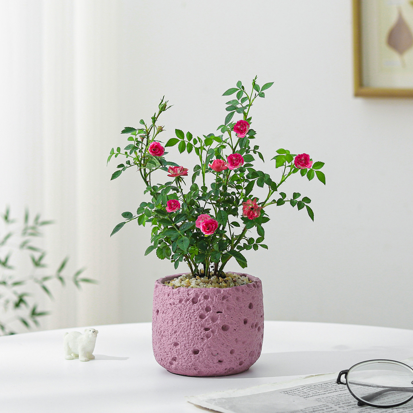 须惠姬盆栽办公室治愈绿植迷你花卉盆景精致耐看四季开花好养植物