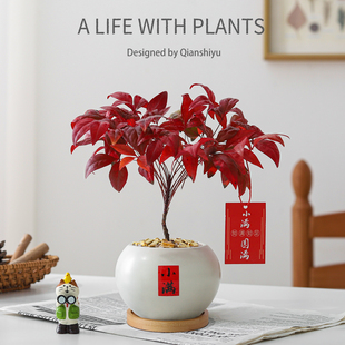 火焰南天竹盆栽室内植物办公室桌面懒人好养净化空气绿植花卉盆景