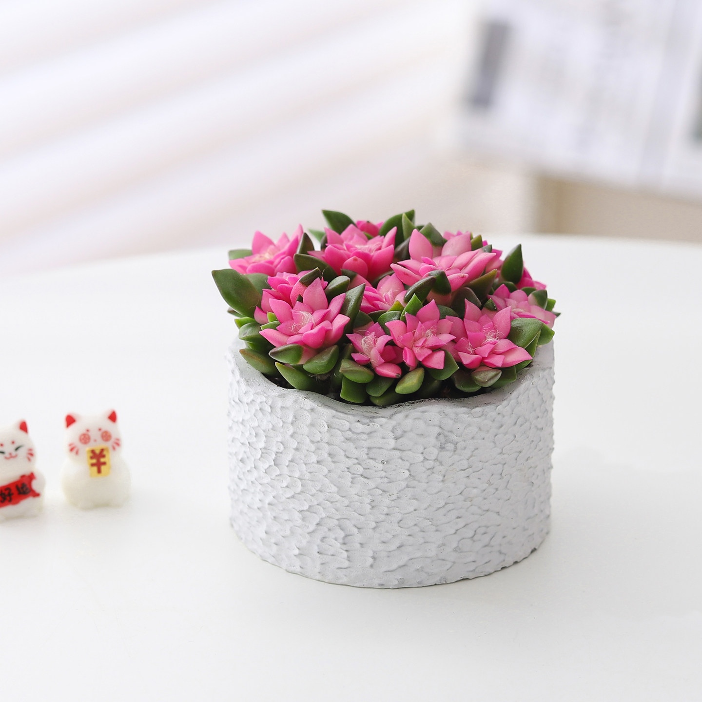 吹雪之松多肉盆栽植物室内好养活绿植懒人办公室桌面净化空气盆景,鲜花速递/花卉仿真/绿植园艺,绿植,淘宝优惠券,粉丝福利购,淘宝优惠卷