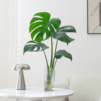 龟背竹盆栽净化空气绿植