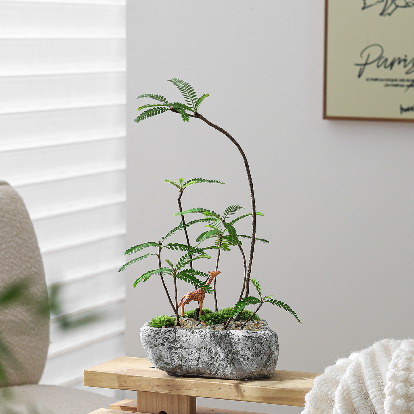 海岛叶下株盆栽简约现代风室内桌面绿植小盆栽易养护观赏植物盆景