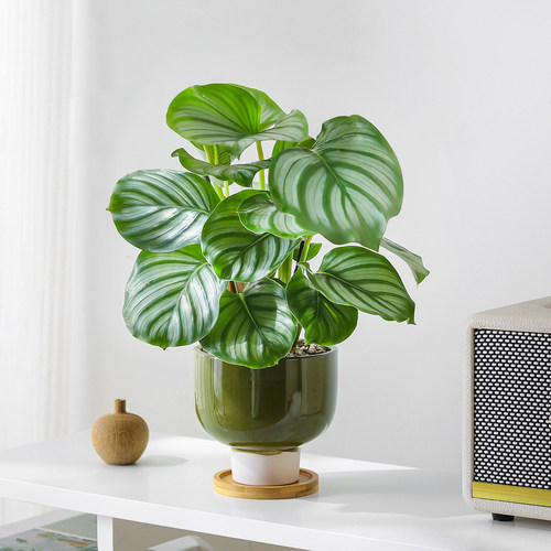 青苹果竹芋盆景北欧风绿植