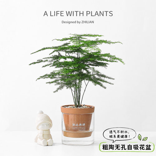 懒人好养文竹桌面氛围感小绿植