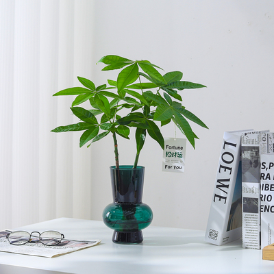 发财树盆栽室内客厅绿植