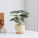白犀牛海芋盆栽室内桌面绿植花卉盆景好养活净化空气四季 常青植物