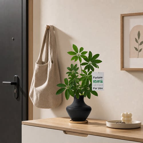 室内好养鸭脚木懒人绿植省心好活