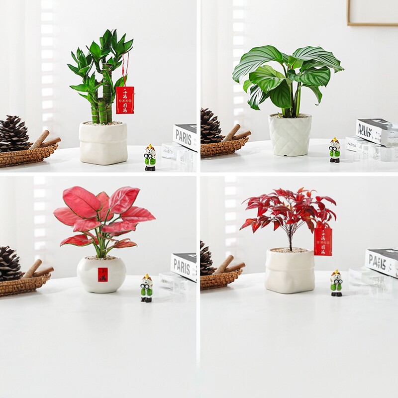 芊诗语室内桌面绿植盆栽