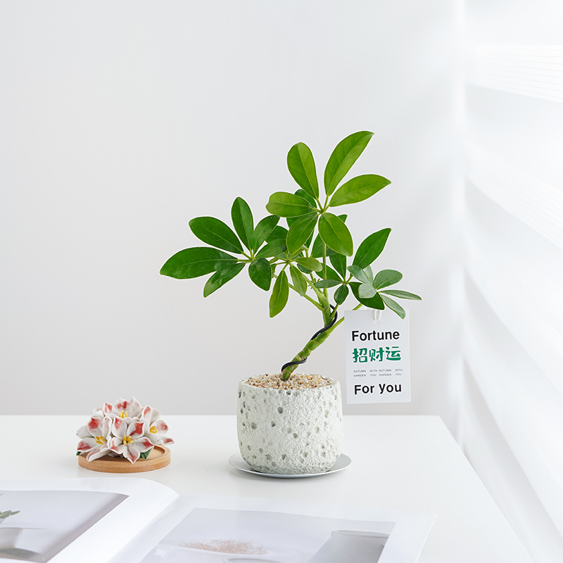 造型鸭脚木盆栽八方来财招财绿植