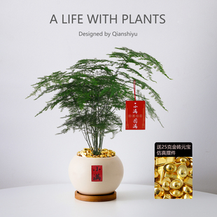 文竹盆栽室内客厅中式禅意招财办公室桌面四季长青送礼物绿植花卉