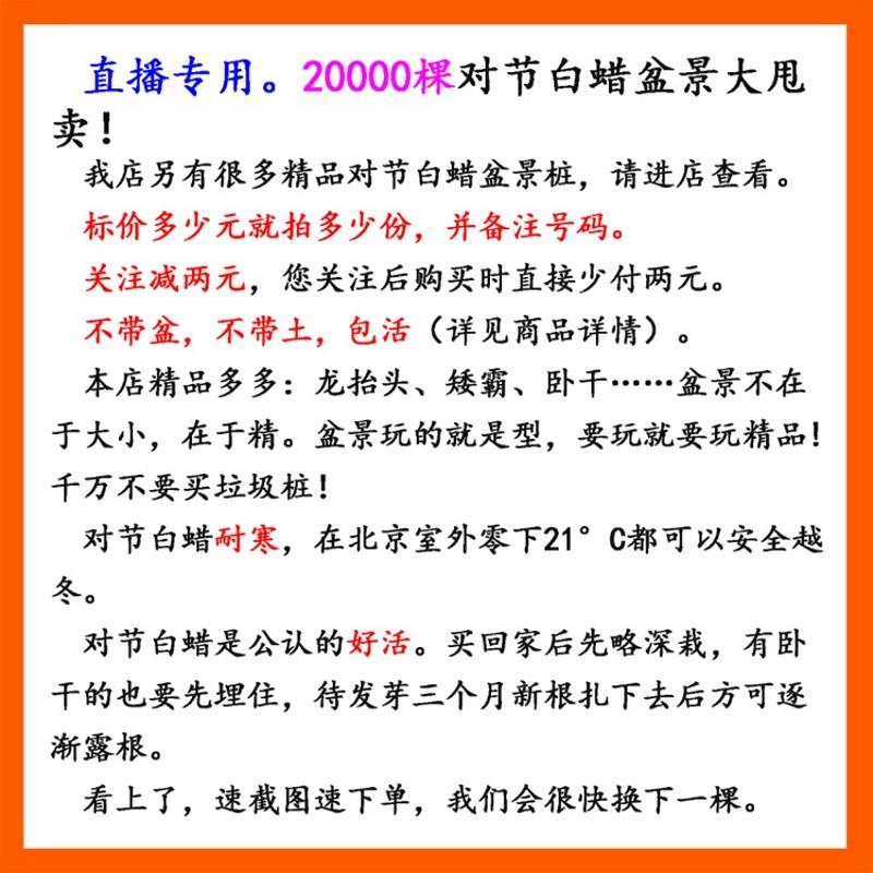 对节白蜡盆景对接白腊树桩盆栽矮霸小树苗子微型