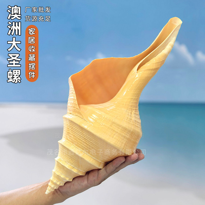 澳洲圣螺地中海超大收藏响螺