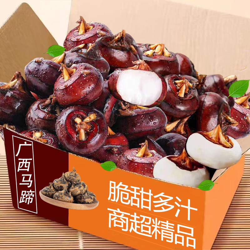 广西特产新鲜马蹄爆汁脆甜正宗荸荠鲜嫩爽口粉糯香甜大果马蹄现发