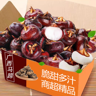 广西特产新鲜马蹄爆汁脆甜正宗荸荠鲜嫩爽口粉糯香甜大果马蹄现发