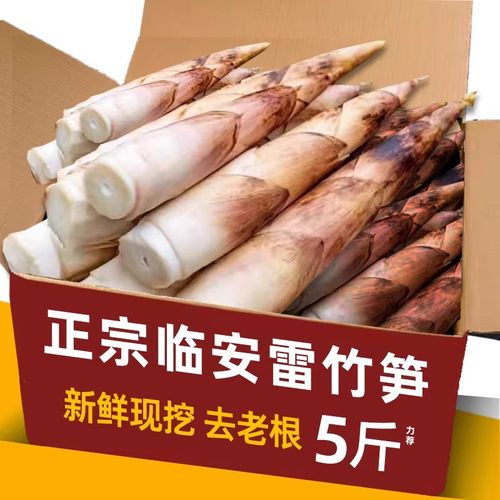 临安雷竹笋力荐5斤整箱