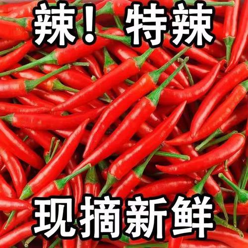 力荐！5斤小米辣整箱包邮