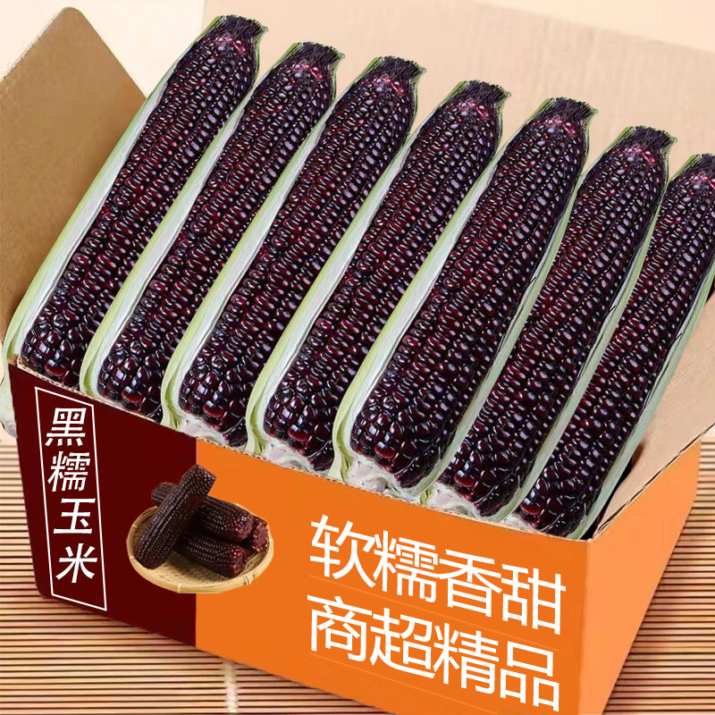 广西黑糯玉米整箱包邮力荐